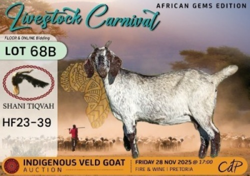 1 X CAPE SPECKLED DOE Shani Tiqvah