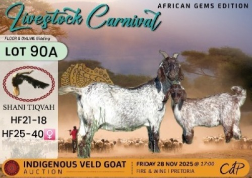 1 X CAPE SPECKLED DOE Shani Tiqvah