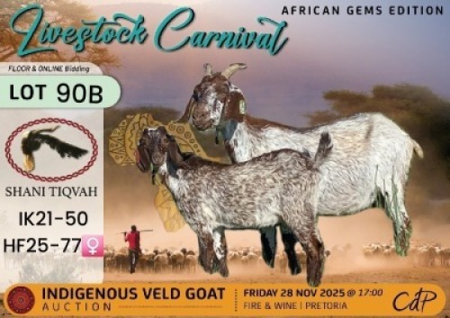 1 X CAPE SPECKLED DOE Shani Tiqvah