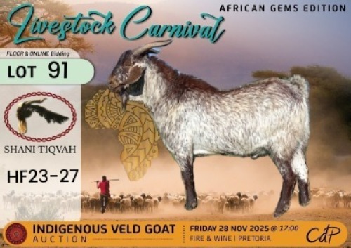 1 X CAPE SPECKLED BUCK Shani Tiqvah