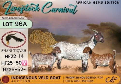 1 X CAPE SPECKLED DOE Shani Tiqvah
