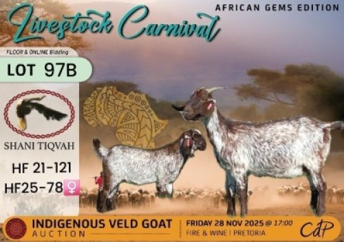 1 X CAPE SPECKLED DOE Shani Tiqvah