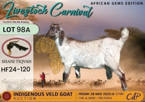 1 X CAPE SPECKLED DOE Shani Tiqvah