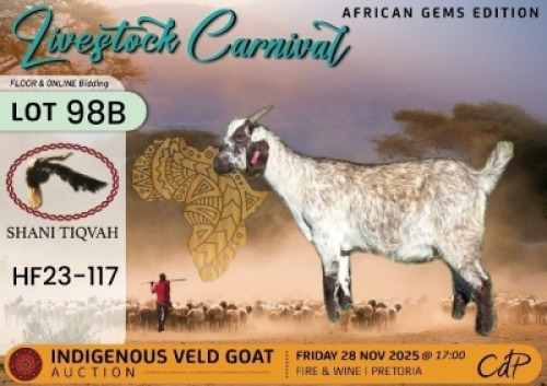 1 X CAPE SPECKLED DOE Shani Tiqvah