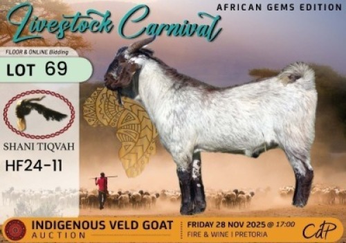1 X CAPE SPECKLED BUCK Shani Tiqvah