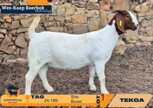 1 X BOER GOAT FLOCK ON TEAT DOE Tekoa Boerbokstoet