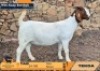 1 X BOER GOAT FLOCK ON TEAT DOE Tekoa Boerbokstoet
