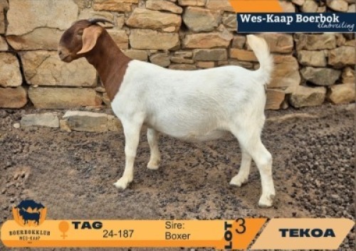 1 X BOER GOAT STUD DOE Tekoa Boerbokstoet