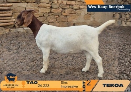 1 X BOER GOAT FLOCK ON TEAT DOE Tekoa Boerbokstoet