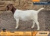 1 X BOER GOAT FLOCK ON TEAT DOE Tekoa Boerbokstoet