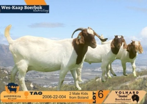 1+2 X BOER GOAT FLOCK ON COLOUR DOE Volhard Boerbokstoet