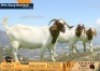 1+2 X BOER GOAT FLOCK ON COLOUR DOE Volhard Boerbokstoet