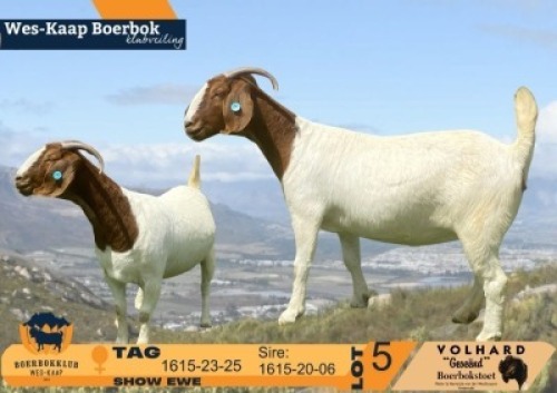 1 X BOER GOAT STUD PREGNANT DOE Volhard Boerbokstoet