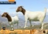 1 X BOER GOAT STUD PREGNANT DOE Volhard Boerbokstoet