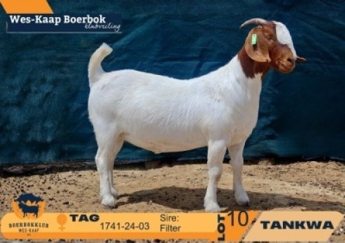1 X BOER GOAT FLOCK ON BUILT AND REGISTRATION DOE Tankwa BBS