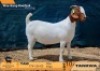 1 X BOER GOAT FLOCK ON BUILT AND REGISTRATION DOE Tankwa BBS
