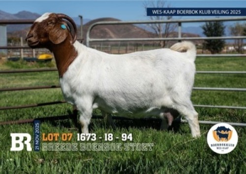 1 X BOER GOAT STUD PREGNANT DOE Breede Boerbokstoet
