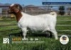 1 X BOER GOAT STUD PREGNANT DOE Breede Boerbokstoet