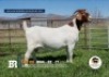 1+2 X BOER GOAT STUD DOE Breede Boerbokstoet