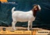 1 X BOER GOAT STUD DOE Tankwa BBS
