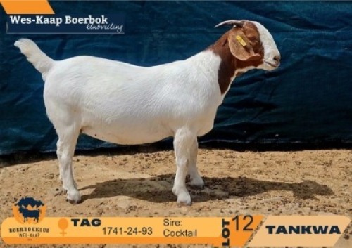 1 X BOER GOAT FLOCK DOE Tankwa BBS