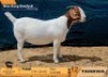 1 X BOER GOAT FLOCK DOE Tankwa BBS