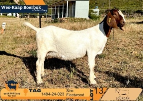 1+1 X BOER GOAT STUD DOE Jourdan Boerbokstoet nr1484