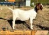 1+1 X BOER GOAT STUD DOE Jourdan Boerbokstoet nr1484