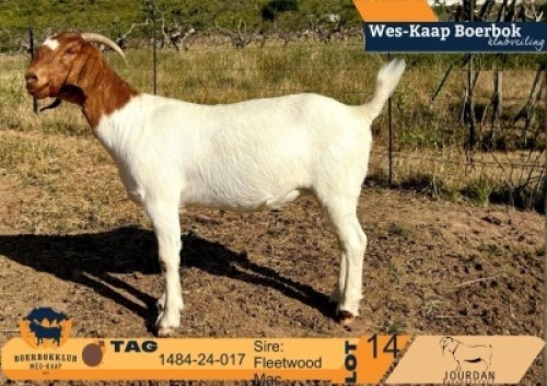 1 X BOER GOAT FLOCK DOE Jourdan Boerbokstoet nr1484
