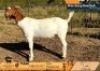 1 X BOER GOAT FLOCK DOE Jourdan Boerbokstoet nr1484