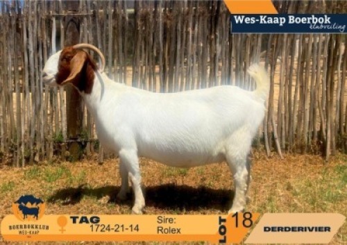 1 X BOER GOAT STUD PREGNANT DOE Derderivier BBS