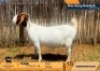 1 X BOER GOAT STUD PREGNANT DOE Derderivier BBS