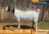 1 X BOER GOAT FLOCK ON BUILT PREGNANT DOE Derderivier BBS