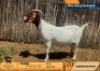 1 X BOER GOAT FLOCK ON BUILT PREGNANT DOE Derderivier BBS