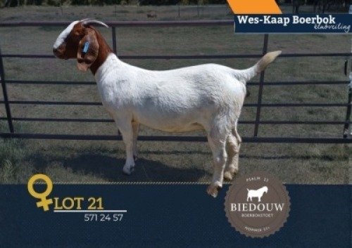 1 X BOER GOAT FLOCK ON REGISTRATION PREGNANT DOE Biedouw Boerbokstoet