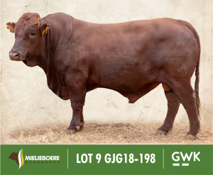 LOT 9: GJG 180198 SP