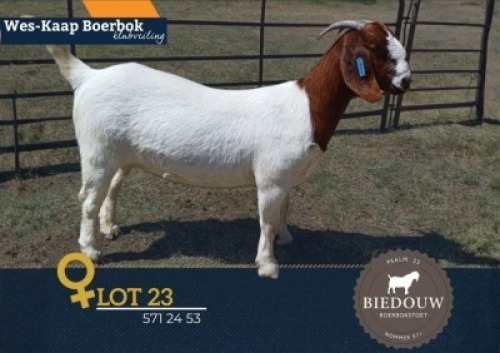 1 X BOER GOAT FLOCK DOE Biedouw Boerbokstoet