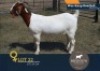 1 X BOER GOAT FLOCK ON REGISTRATION DOE Biedouw Boerbokstoet