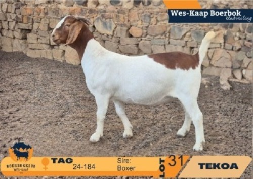 1 X BOER GOAT FLOCK ON TEAT AND COLOUR DOE Tekoa Boerbokstoet
