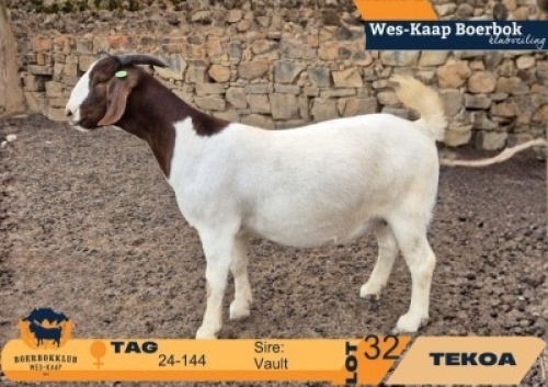 1 X BOER GOAT FLOCK ON TEAT DOE Tekoa Boerbokstoet