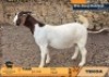 1 X BOER GOAT FLOCK ON TEAT DOE Tekoa Boerbokstoet