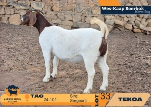 1 X BOER GOAT FLOCK ON COLOUR DOE Tekoa Boerbokstoet