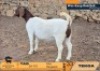 1 X BOER GOAT FLOCK ON COLOUR DOE Tekoa Boerbokstoet