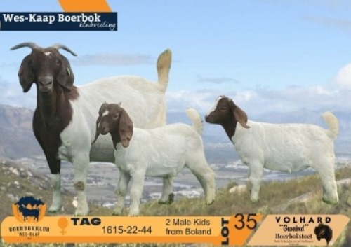 1+2 X BOER GOAT FLOCK ON COLOUR DOE Volhard Boerbokstoet
