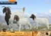 1+2 X BOER GOAT FLOCK ON COLOUR DOE Volhard Boerbokstoet
