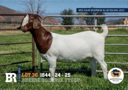 1 X BOER GOAT FLOCK DOE Breede Boerbokstoet