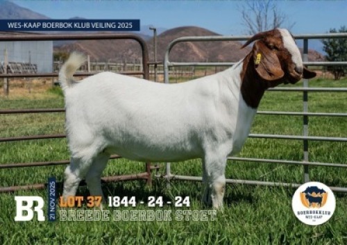 1 X BOER GOAT FLOCK ON BUILT DOE Breede Boerbokstoet