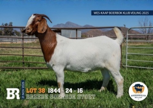 1 X BOER GOAT STUD DOE Breede Boerbokstoet