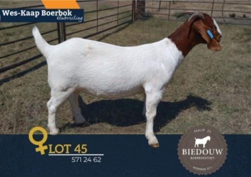 1 X BOER GOAT FLOCK ON TEAT DOE Biedouw Boerbokstoet