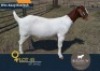 1 X BOER GOAT FLOCK ON TEAT DOE Biedouw Boerbokstoet
